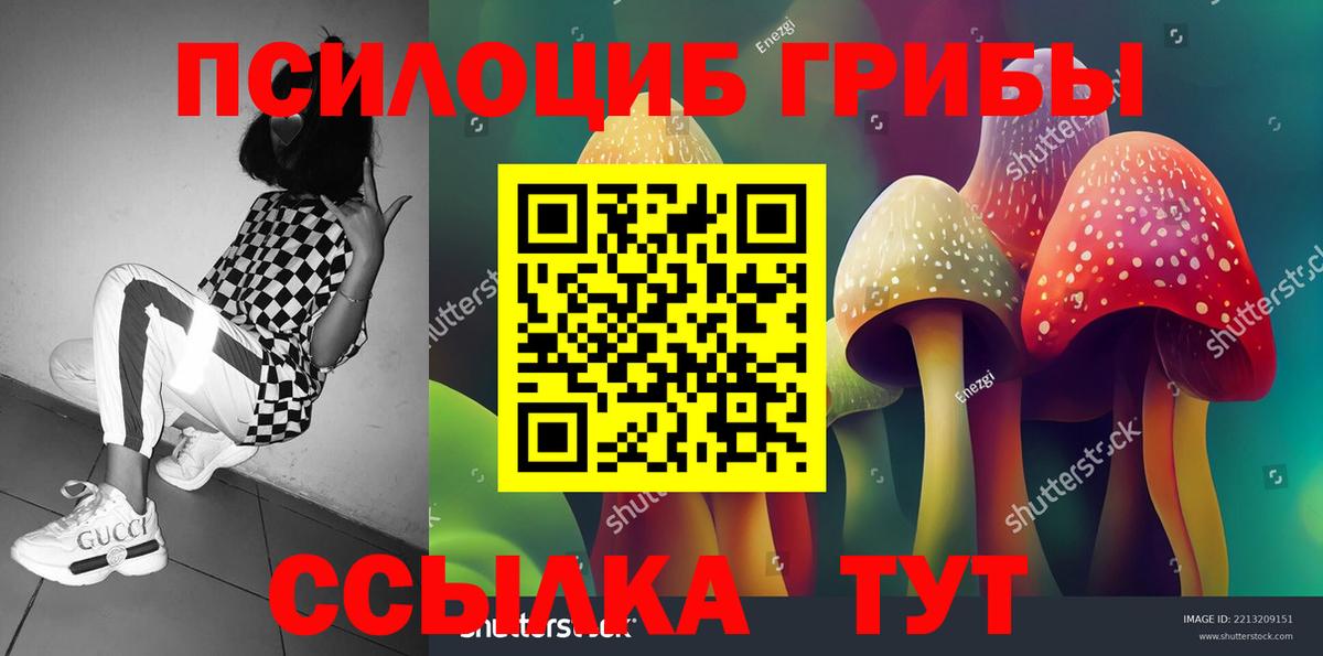 Псилоцибиновые грибы Psilocybe Урюпинск